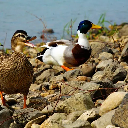 Fletcher Restaurant Rooland