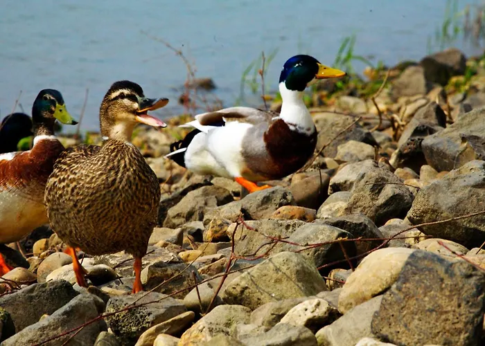 Fletcher Restaurant Rooland